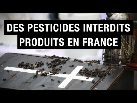 [Reportage] Des pesticides interdits toujours produits en France / BASF